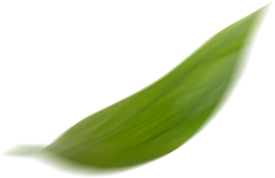 Green Leaf Decoration